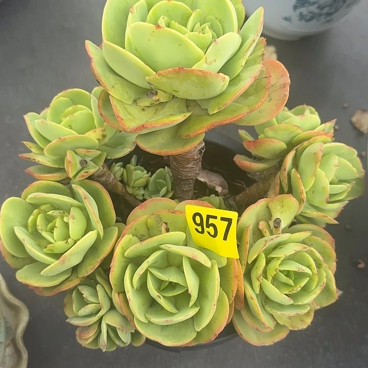 957无砍老桩碧桃群