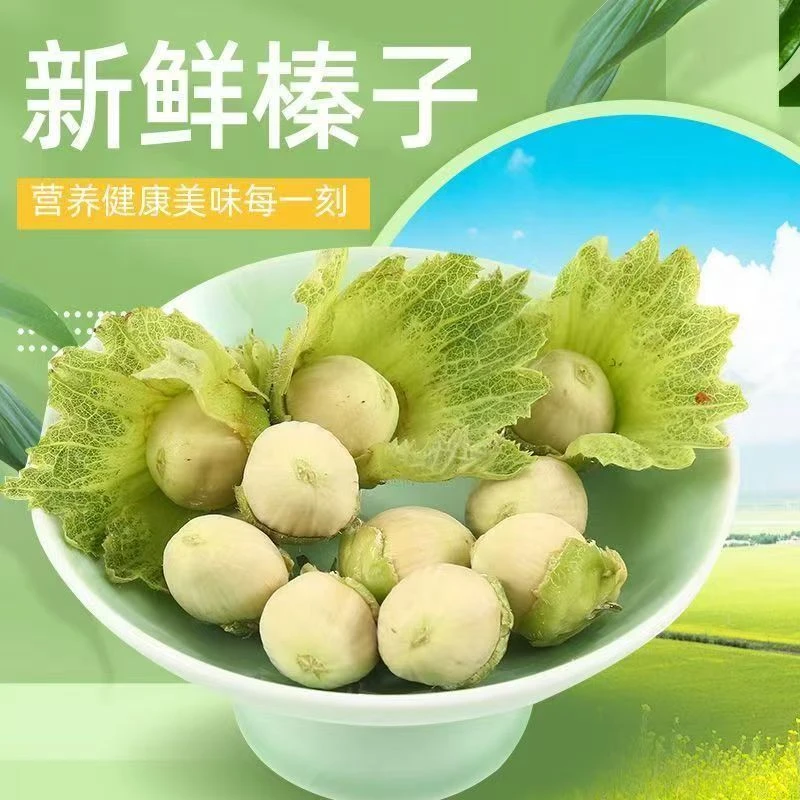 新鲜东北绿皮水仁大榛子产地当天采摘送钳子