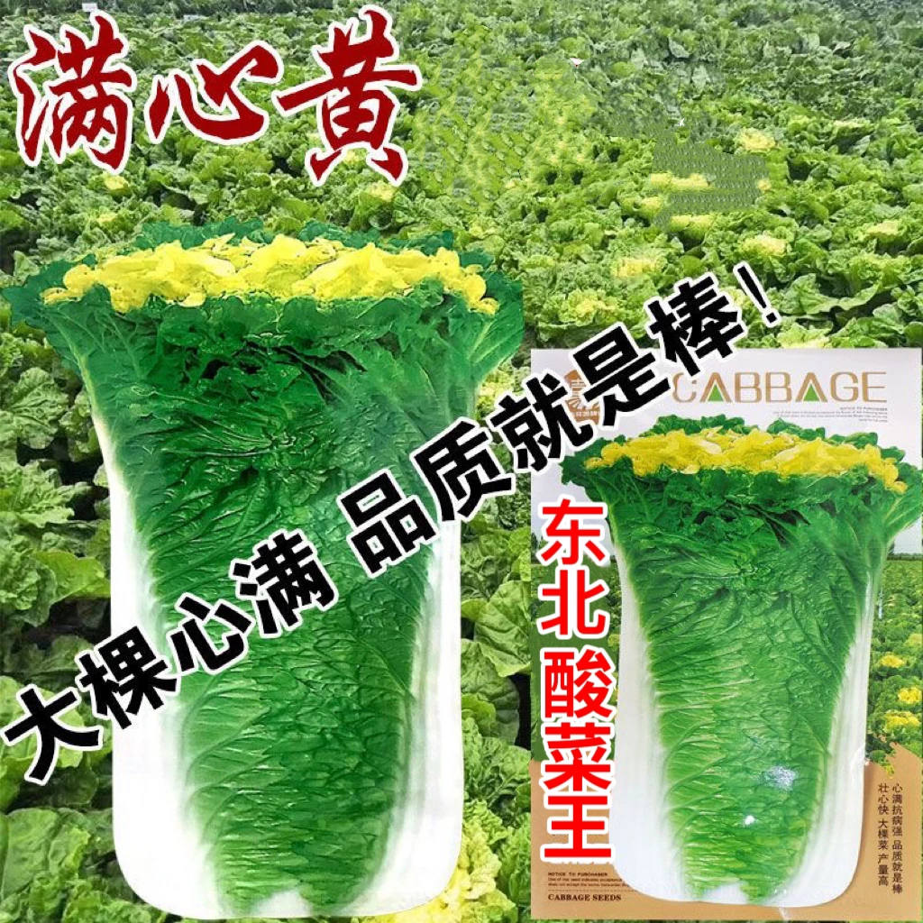 东北酸菜王种籽高产抗病白菜种子秋播腌制大白菜农家田园蔬菜种孑