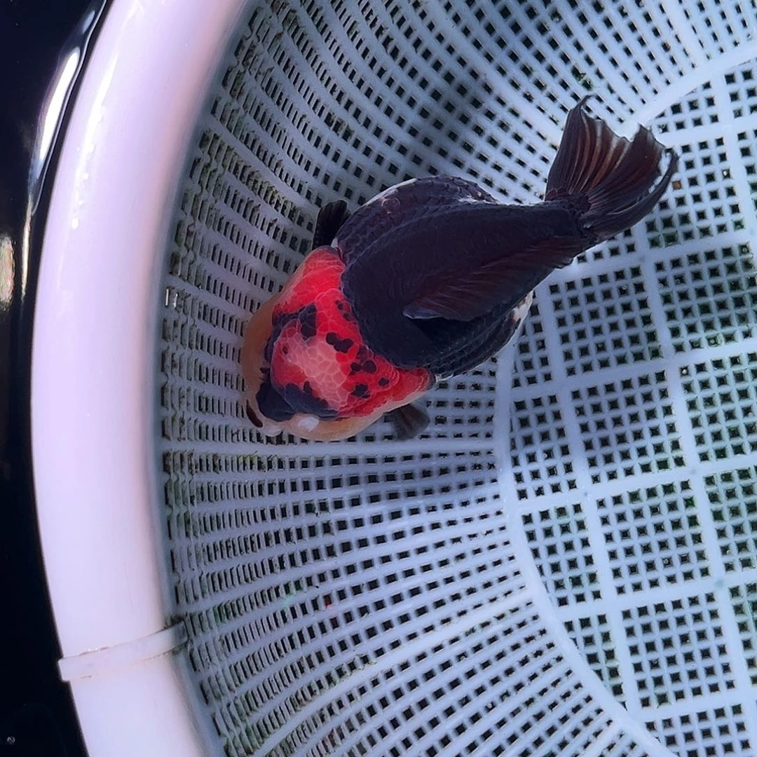 金鱼精品玛丽三色熊猫一只