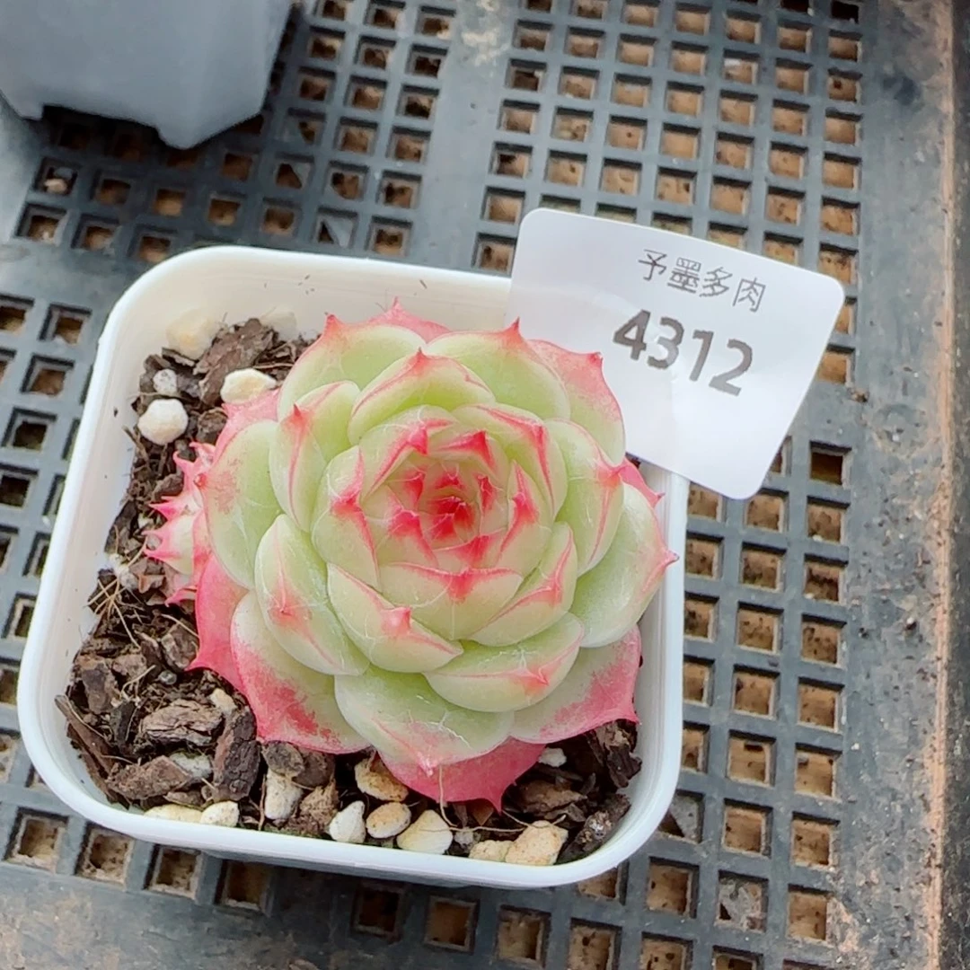 薄荷，4312多肉植物