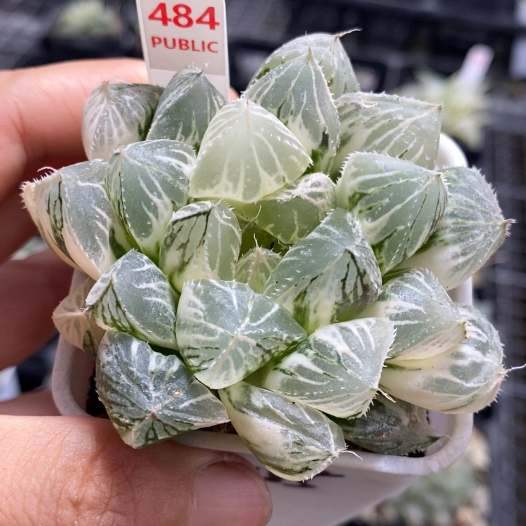 484号大叶楼兰玉露锦带盆