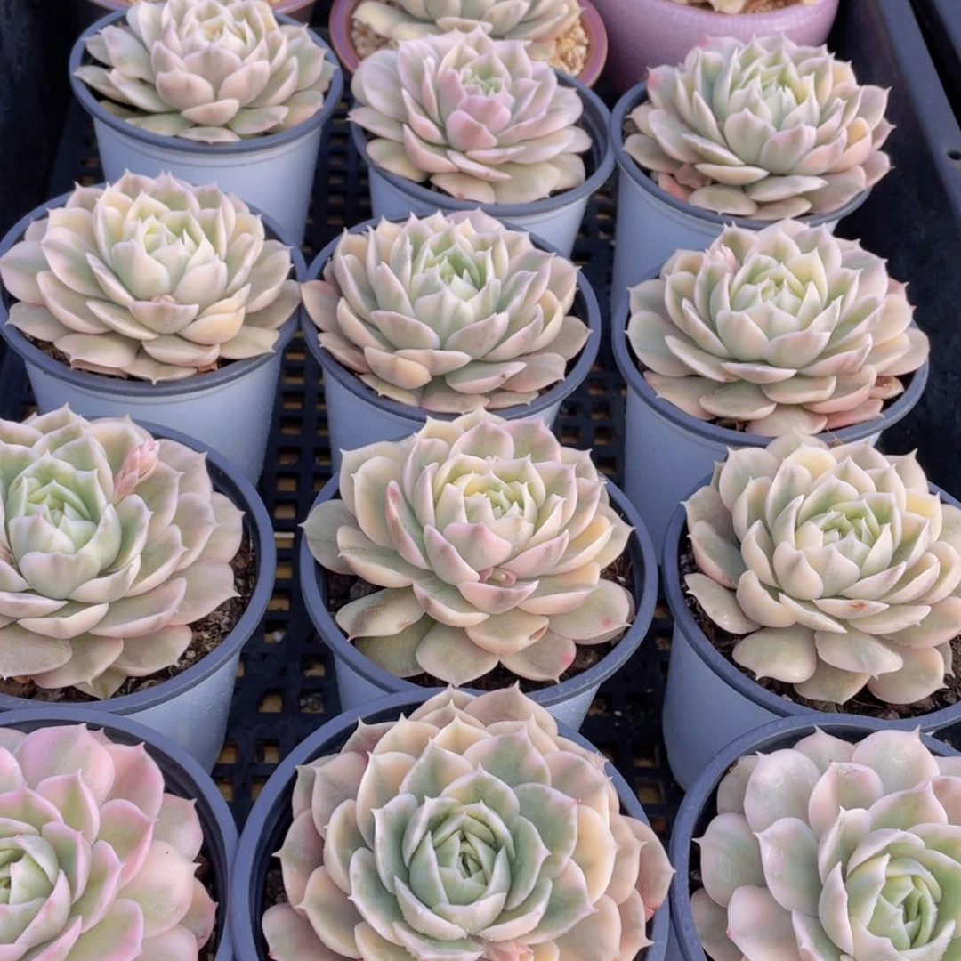 量拍55号 昂斯诺锦大单头一个