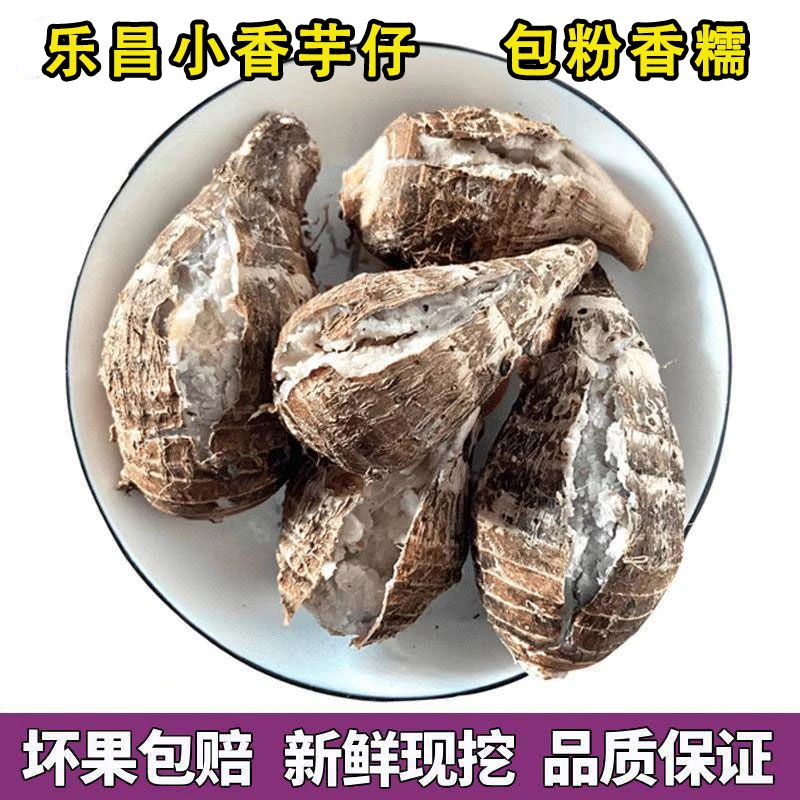 韶关乐昌张溪炮弹香芋仔新鲜蔬菜小芋头槟榔芋粉糯毛芋现挖现发