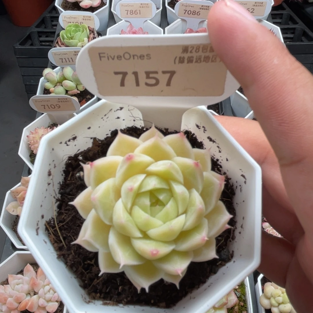 7157绿糖甜心 4.5厘米