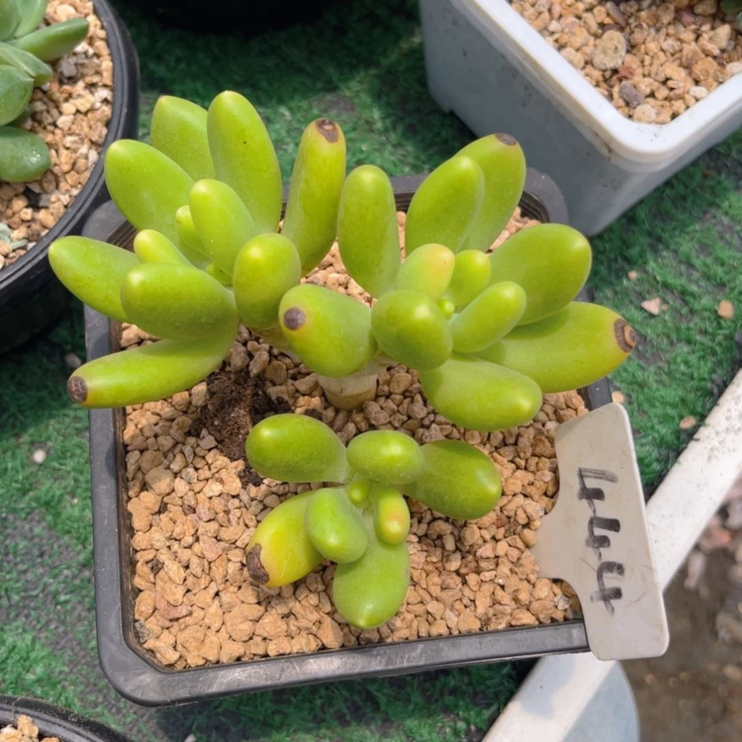 小*444ffhhjjhhjjjjjj