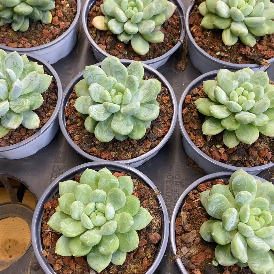 团。单头百达翡翠。福利多多