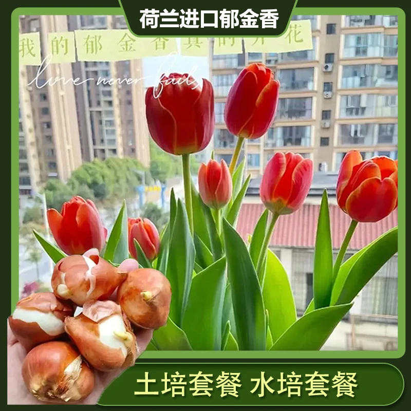【自然球】荷兰进口郁金香一代大种球11/12种球（土培/水培套餐）