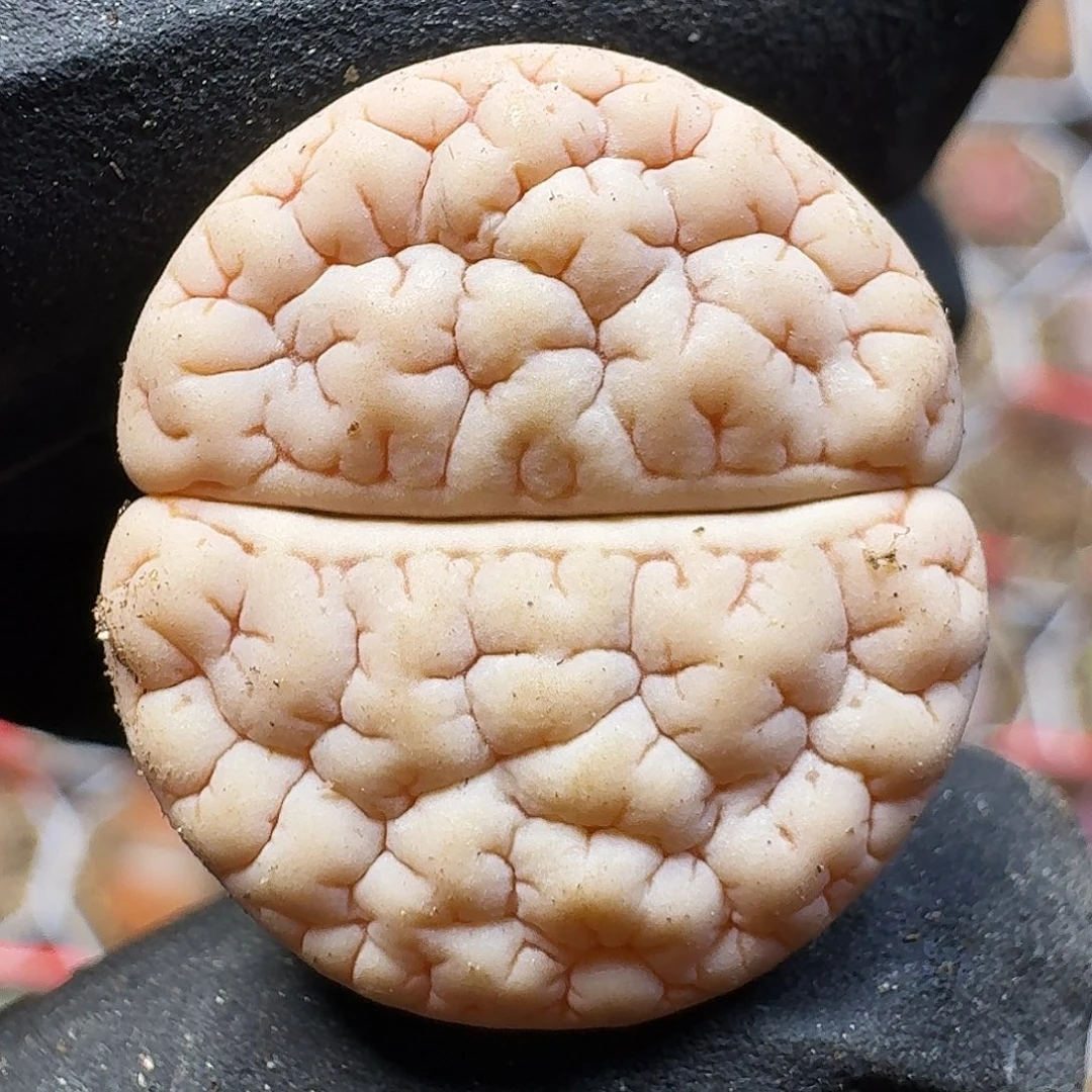 生石花111111。   256