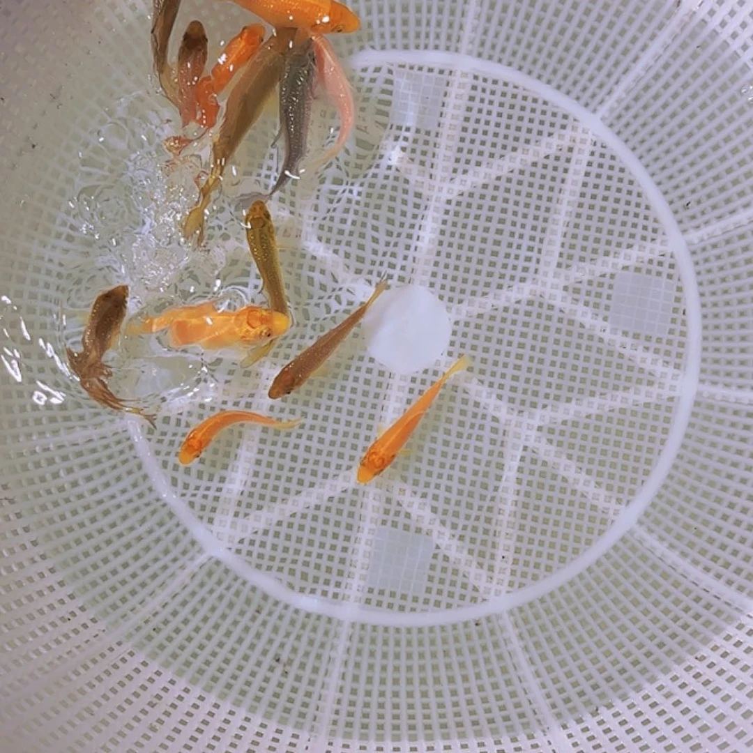 油***子锦鲤锦鲤的故事是