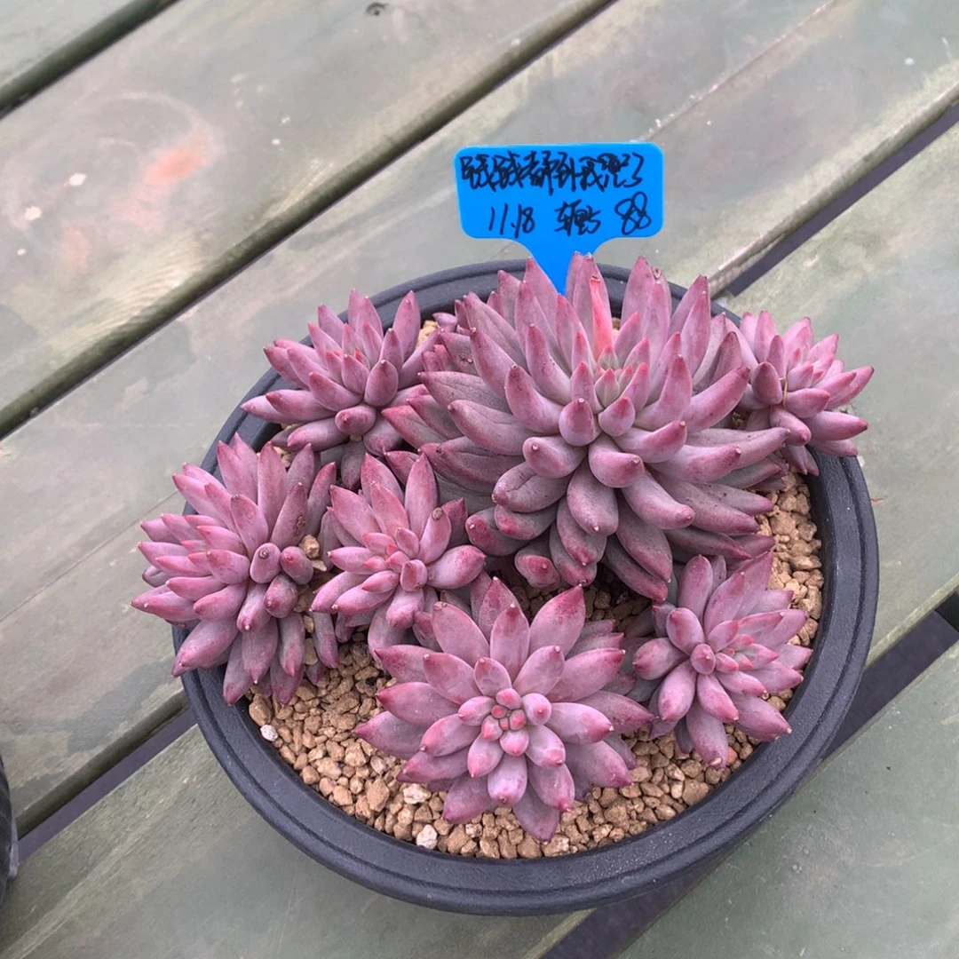 钱***了我们家的小仙女们