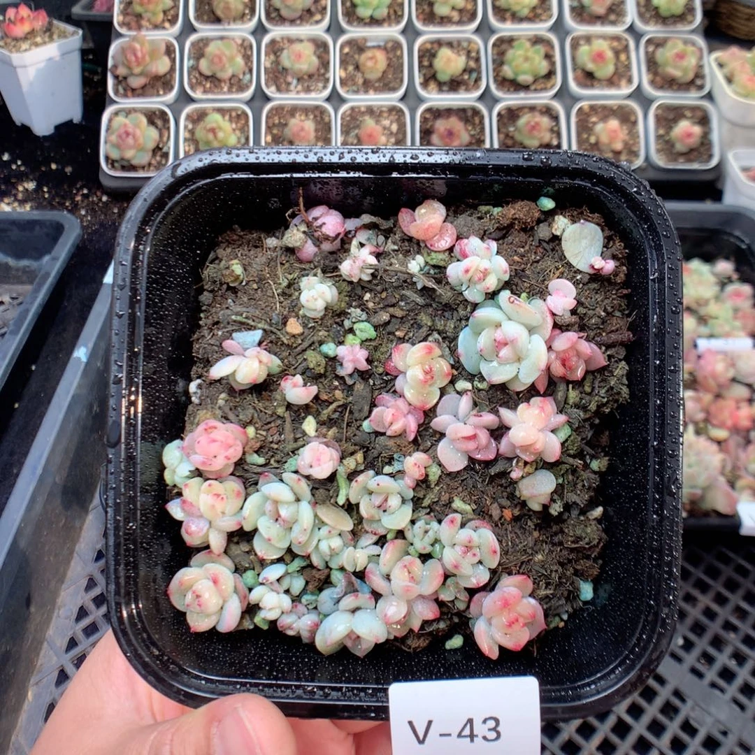 无花朵V43英语英语