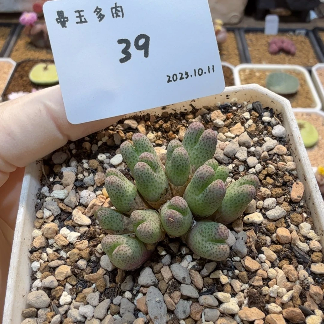 多肉多肉多肉10.11-039   955D斑马