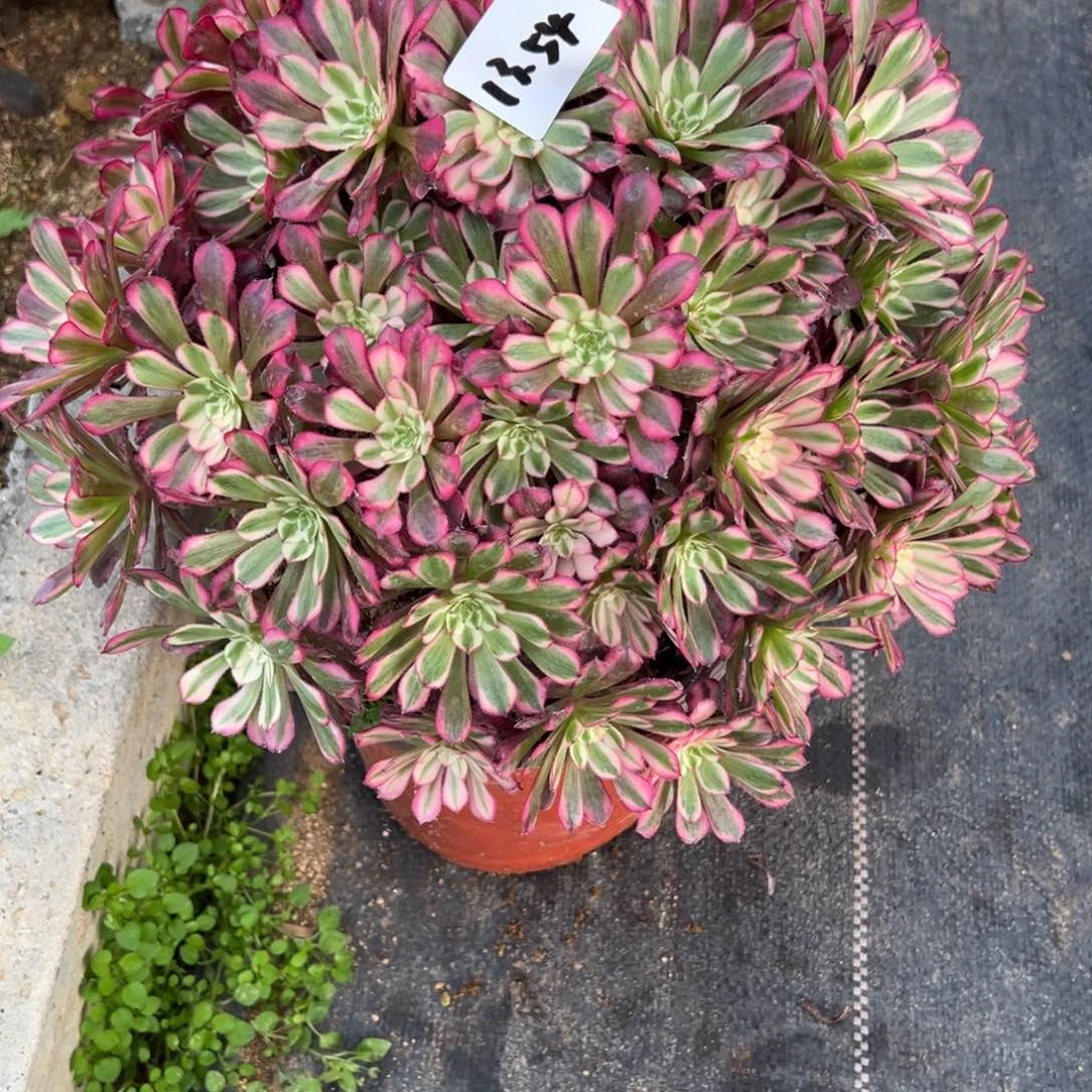 54红白大群多肉多肉多肉