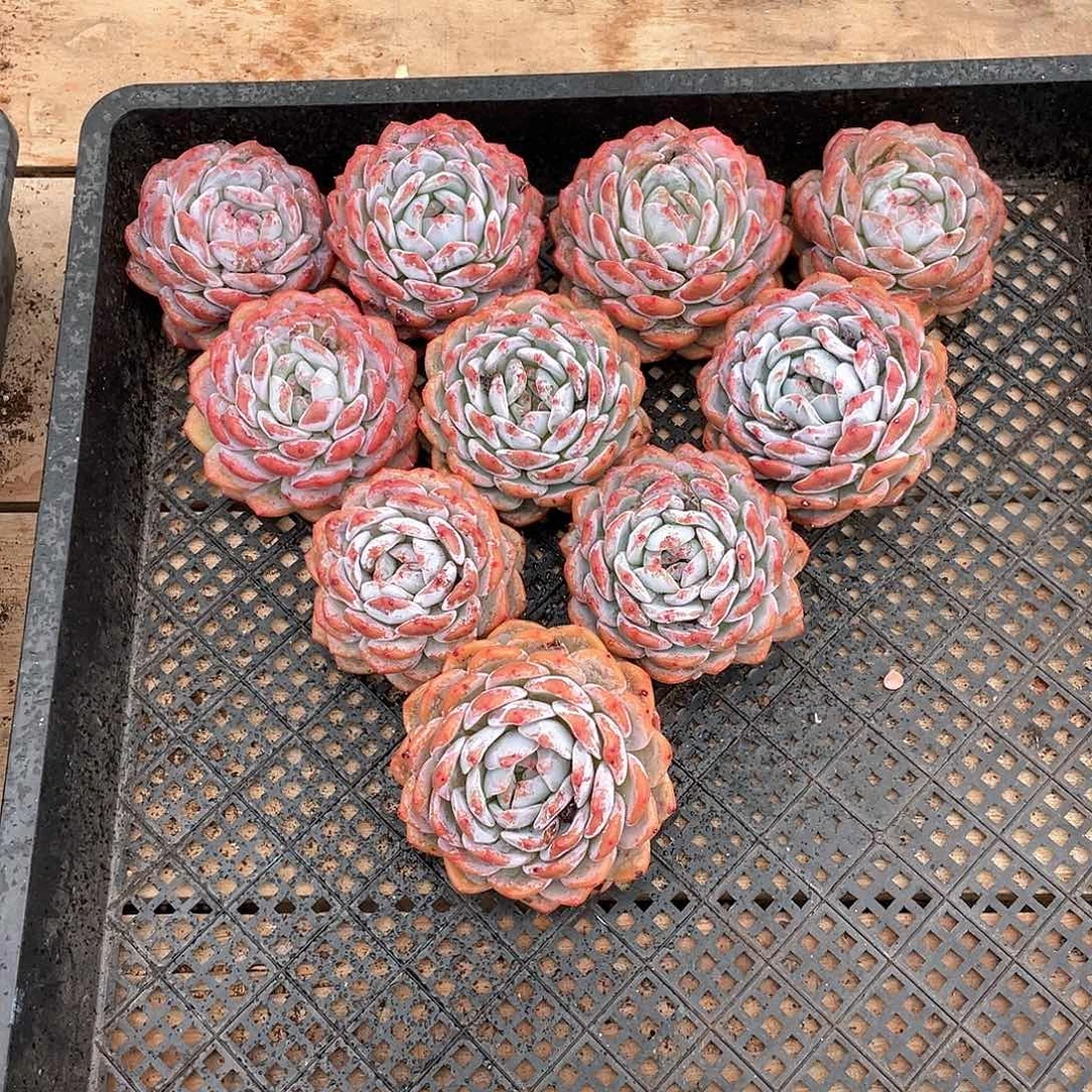390多肉植物多肉植物