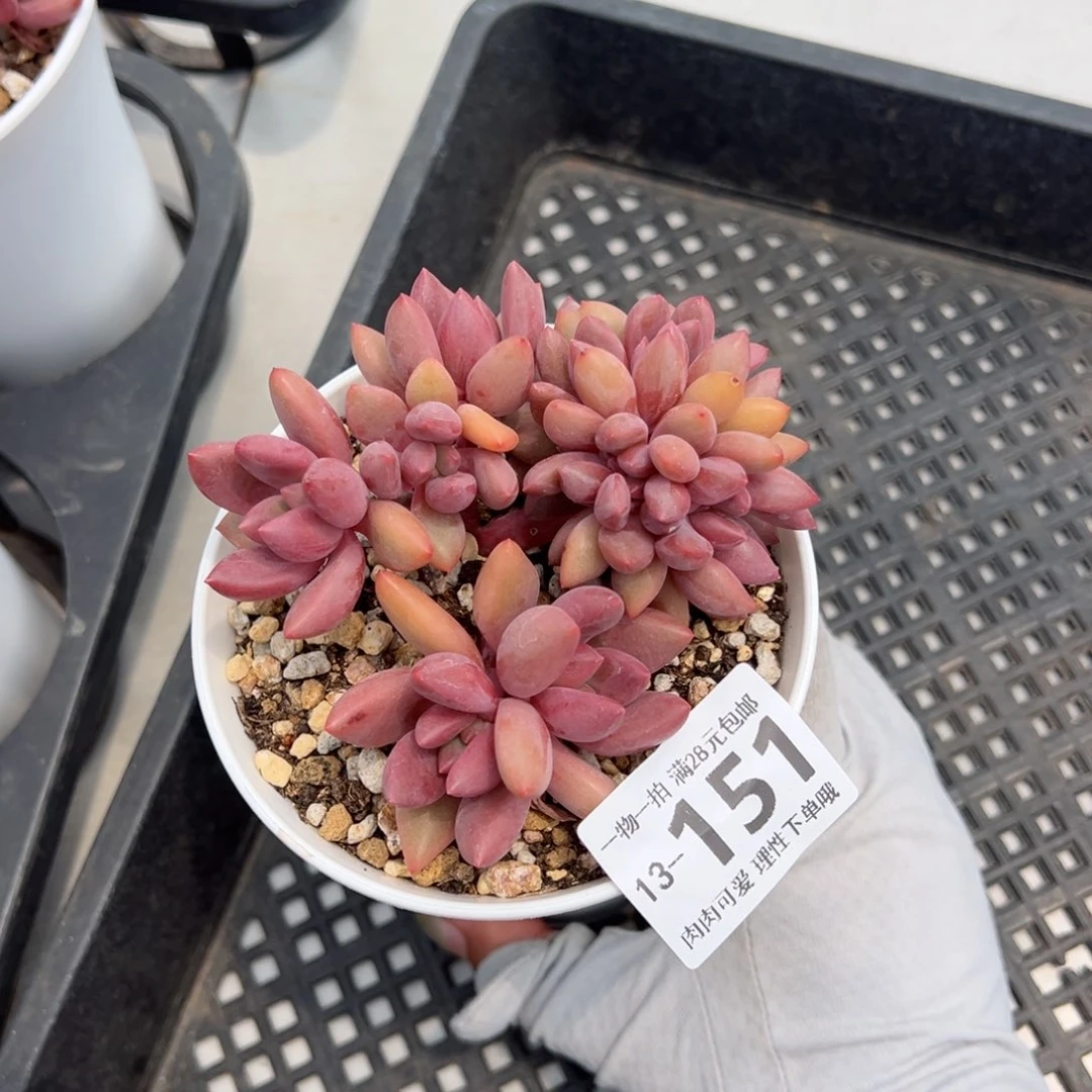 桃花源缀多肉多肉多肉多肉