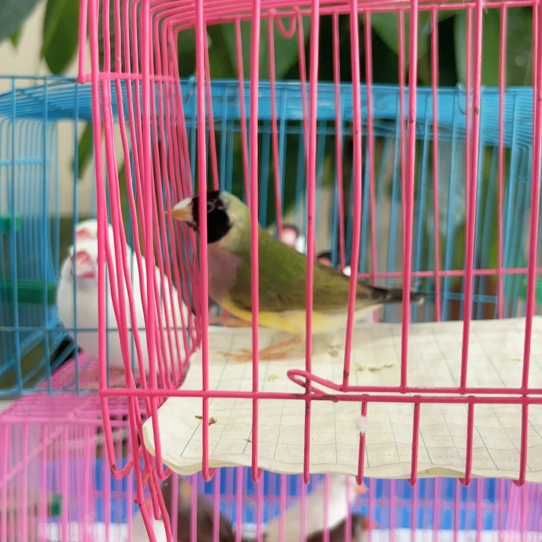 文鸟七彩文鸟一只