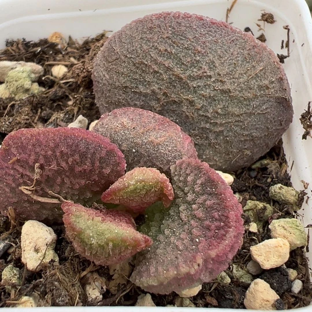 实生新品大苗多肉植物水泡