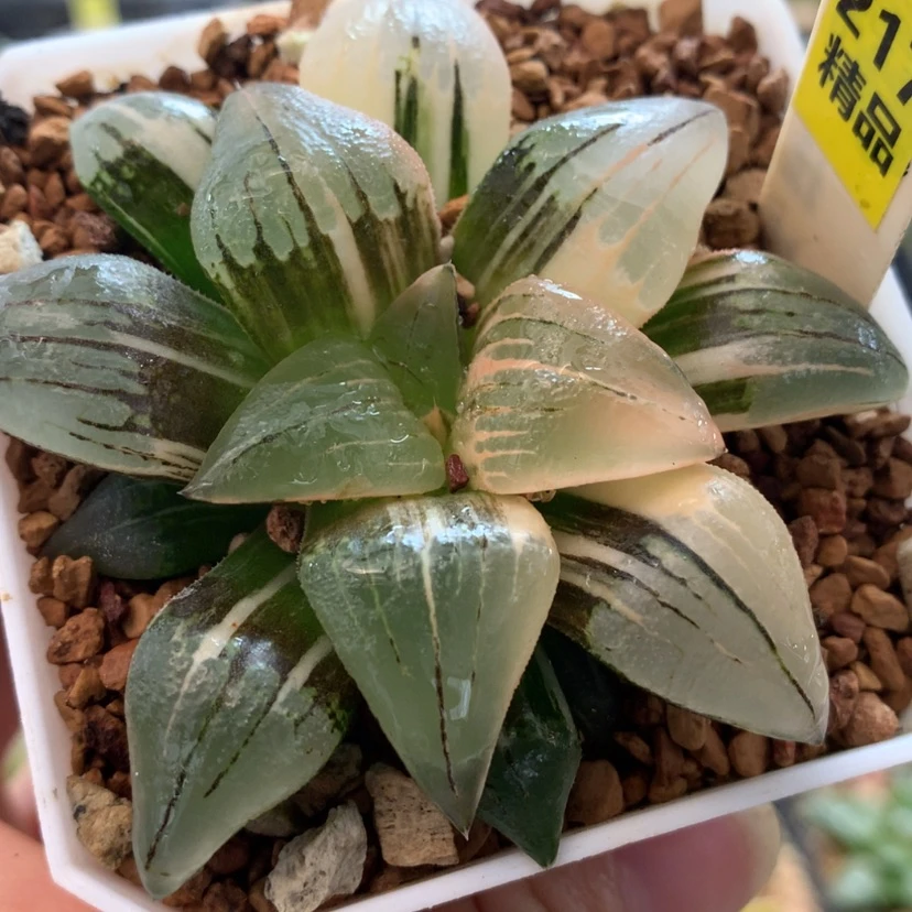 【闪购商品】217红纹