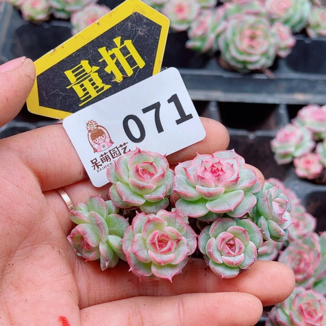多肉植物多肉植物