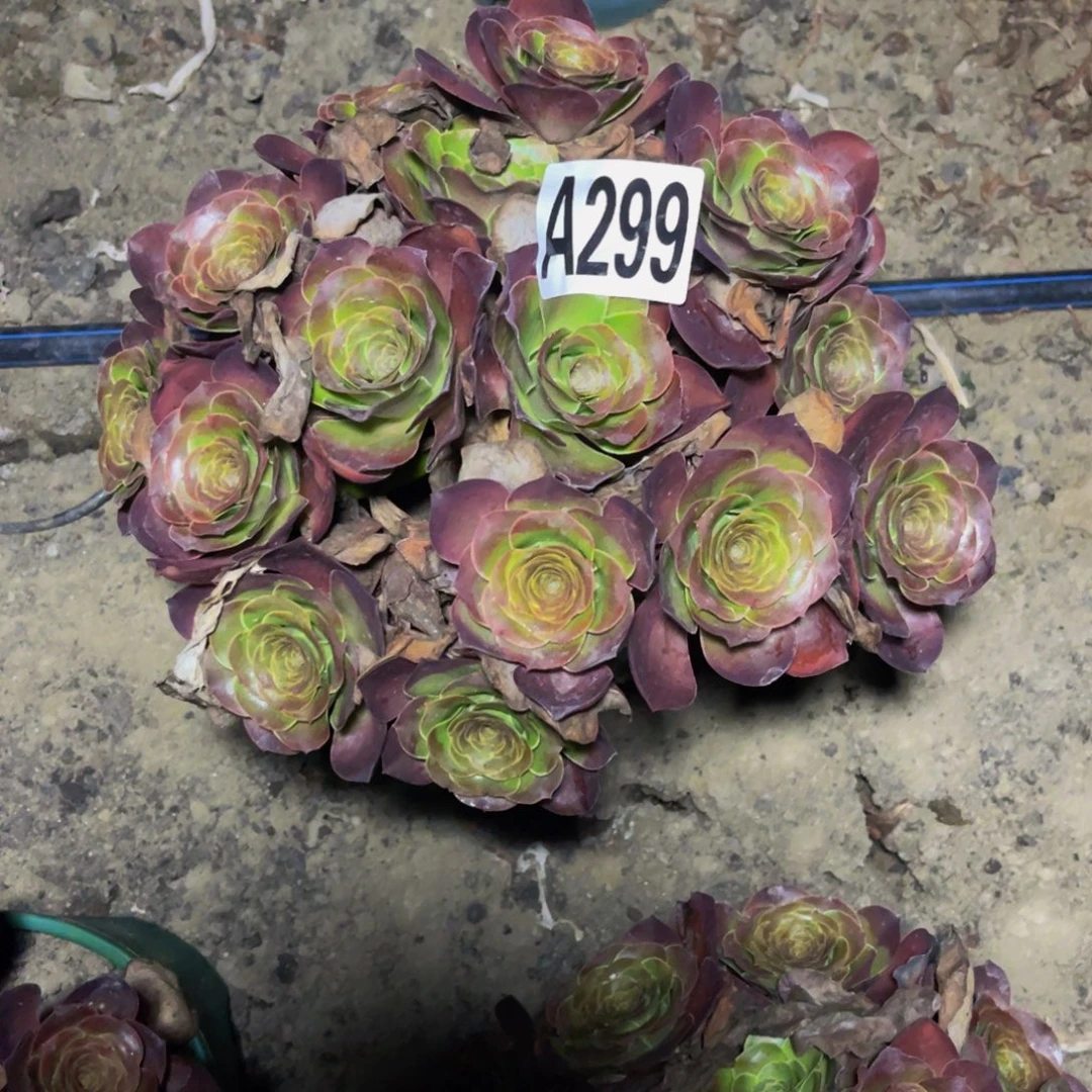 魅金法师16–46包邮