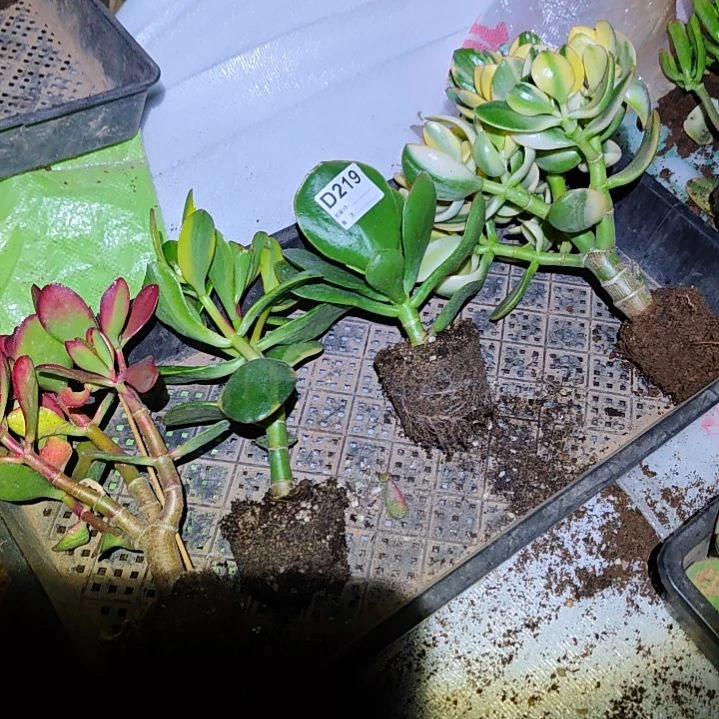 湘***湘四棵不同品种花月219