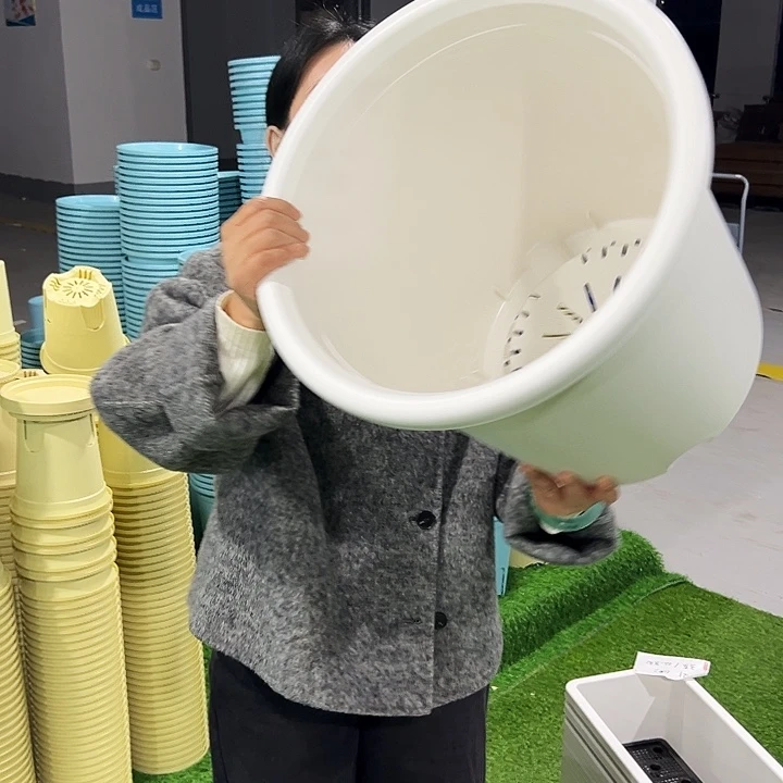 微瑕8号四季口39高37白色3只无托