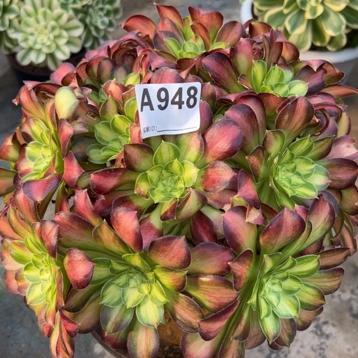 948韶华25厘米左右