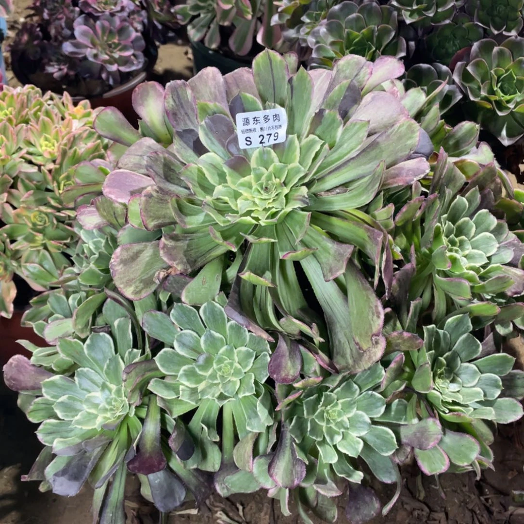 278水墨多肉法师断枝不包