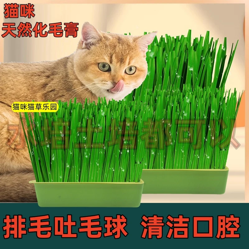 宠物必备水培猫草盆栽种植套装可自种新鲜营养猫咪化毛去毛球小麦