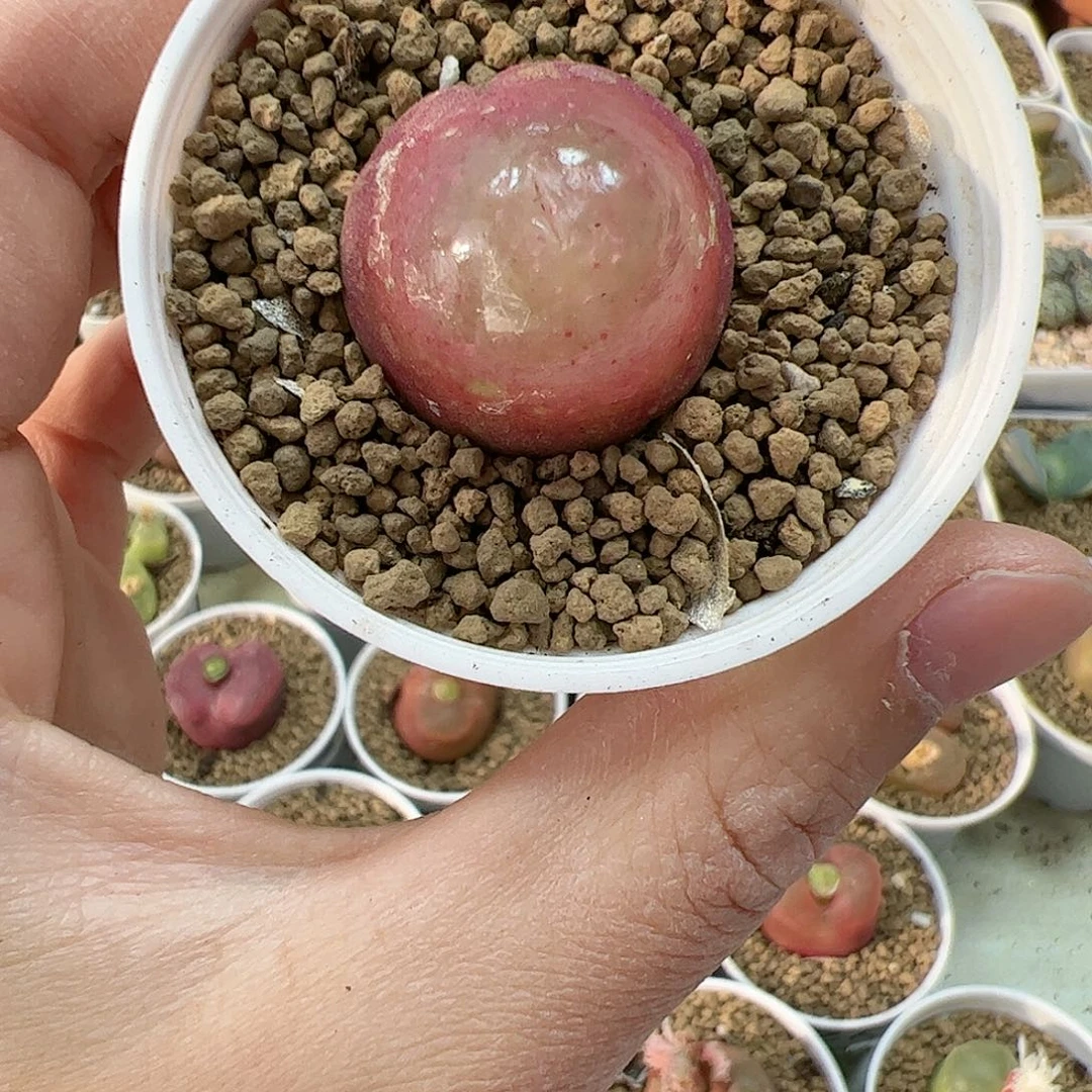 【闪购商品】6 灯泡