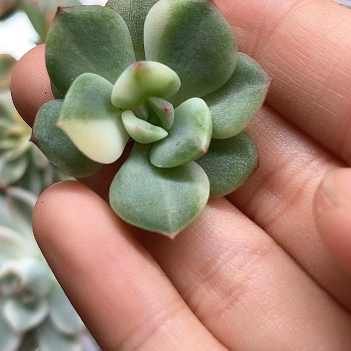 三文鱼锦一物一拍，