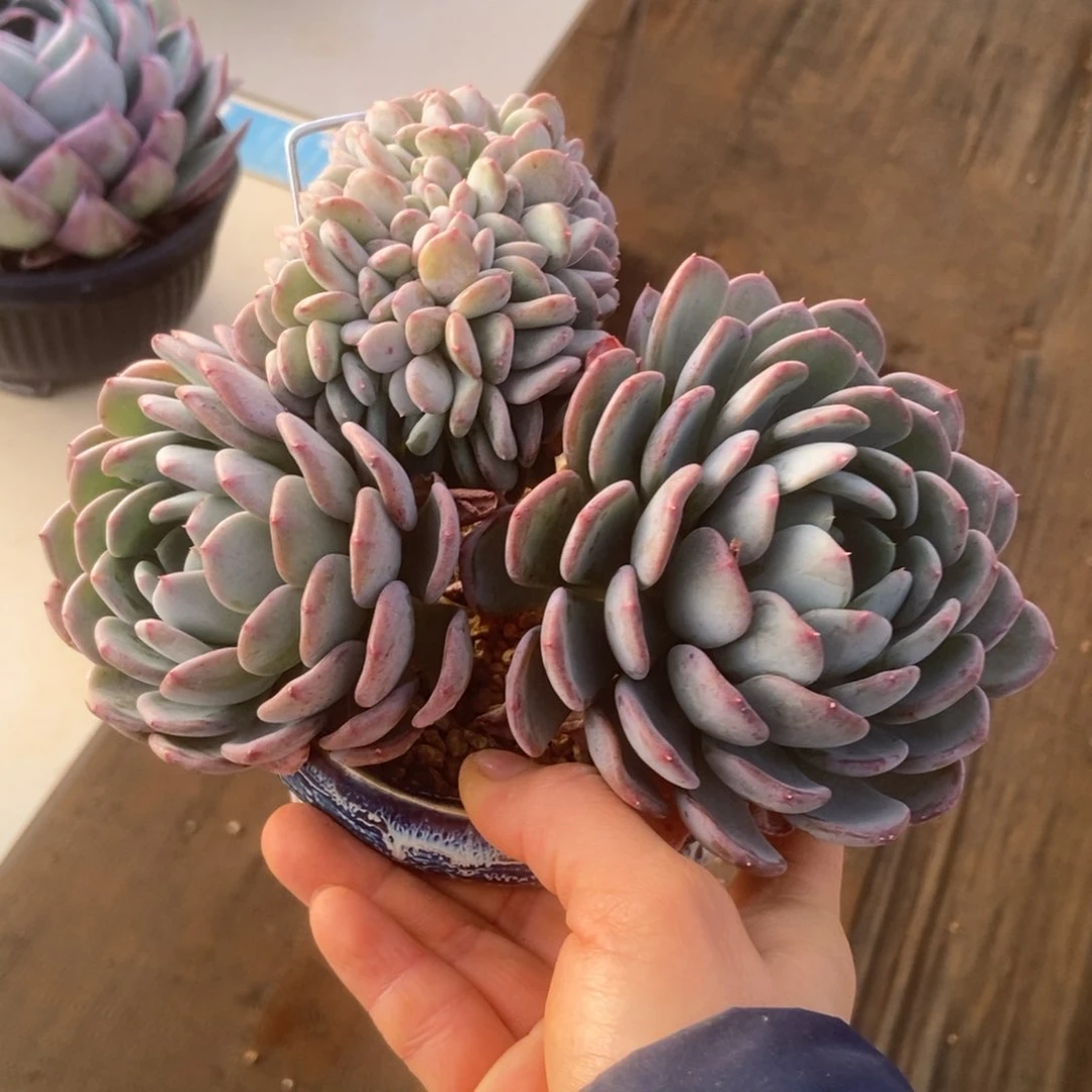 玛瑙缀多肉多肉多肉