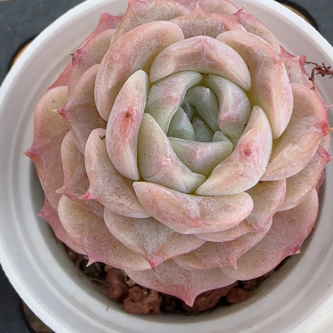 花语逸镜0225-203