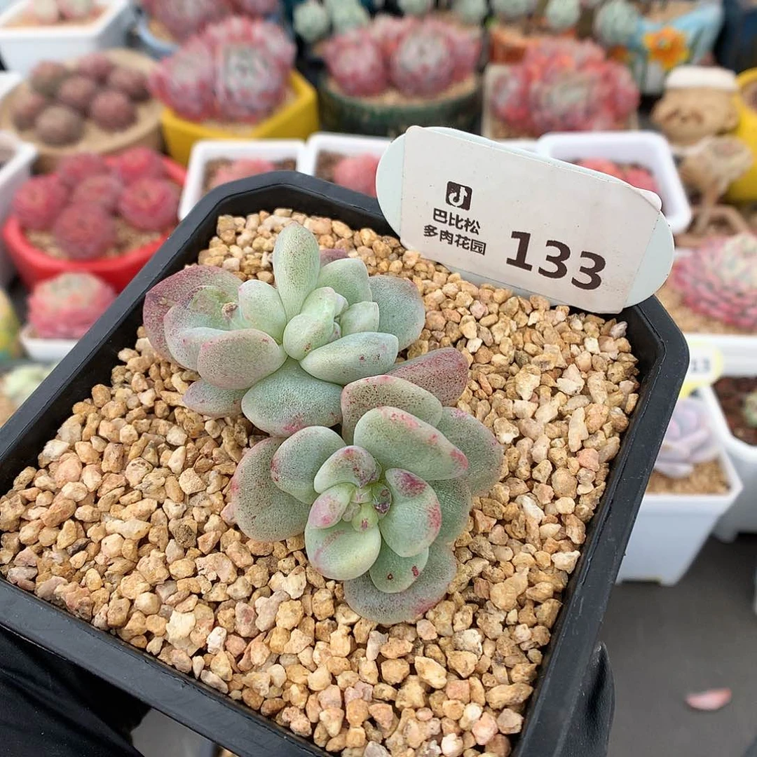 133 特冰玉石化多肉