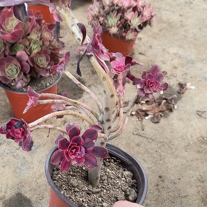 282香奈儿多肉植物福利