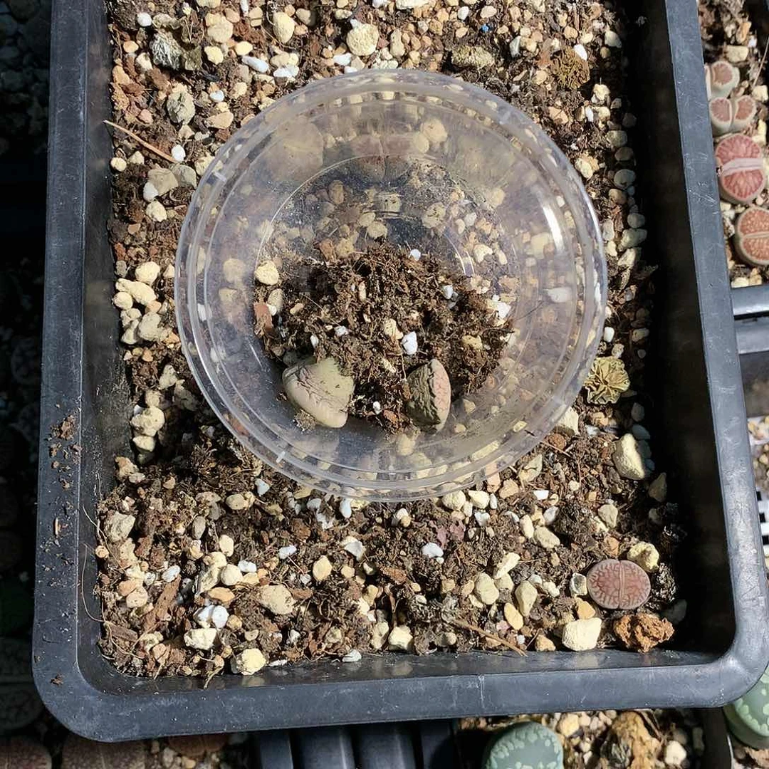 西*。M430多肉植物保护