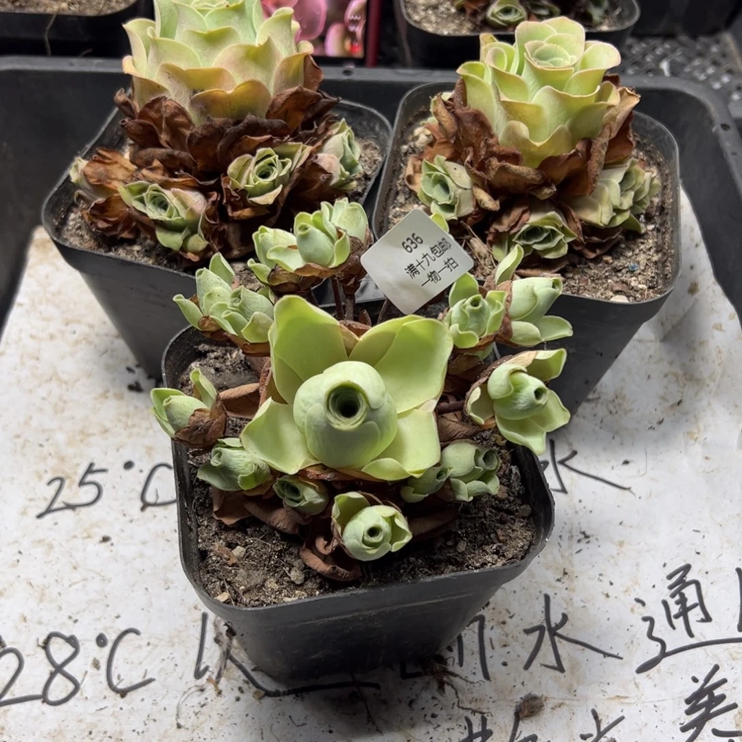 636 侧牙掉了不包损无售后