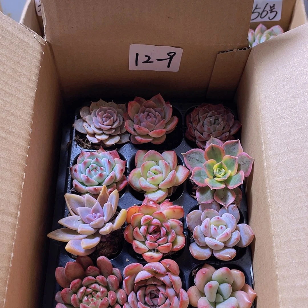 【闪购商品】12颗-9