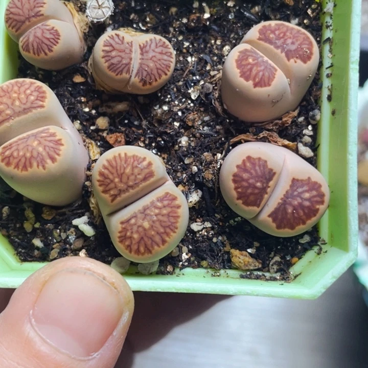 363岛田母本菊带盆