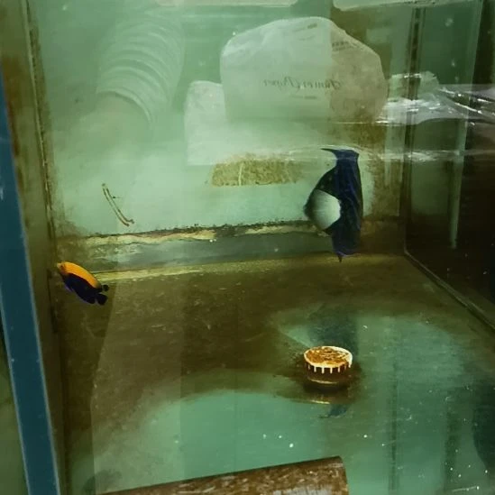 海水鱼白尾蓝环 12+海水观赏鱼