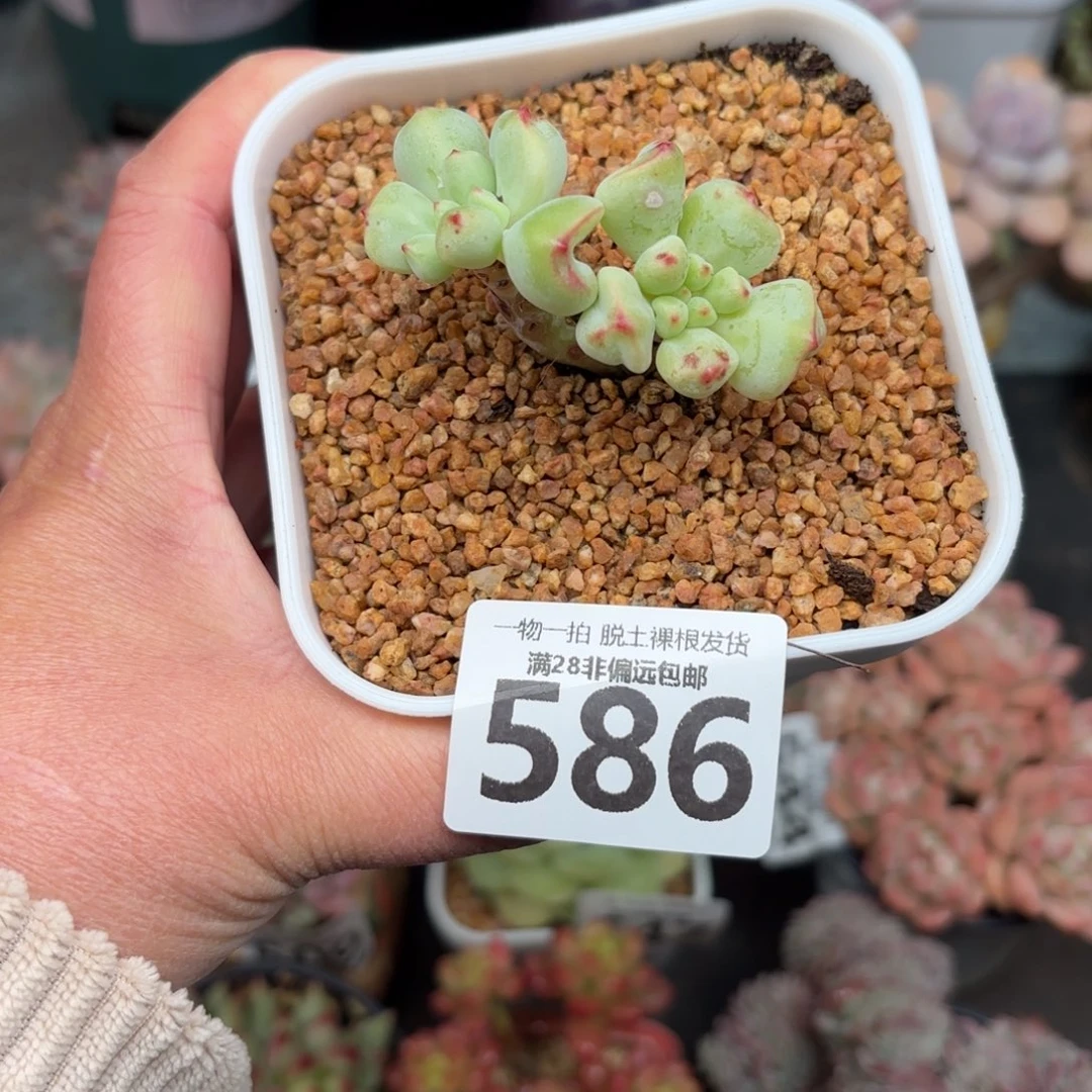 香草奶无盆土发货