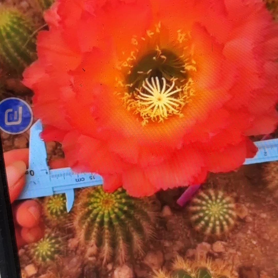 毛04毛无根侧牙20包邮43