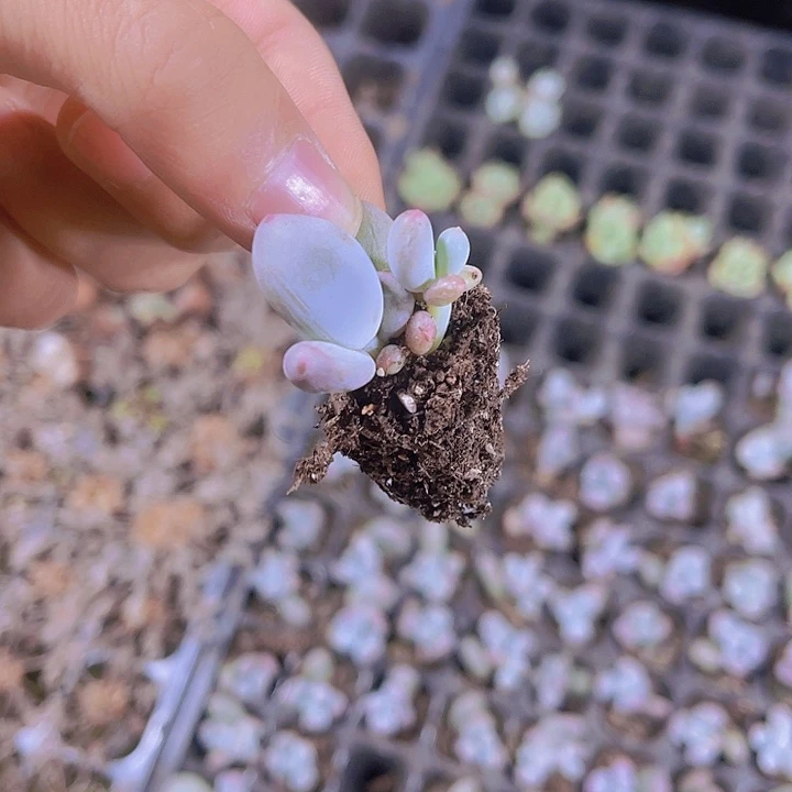 精品米克奶多肉植物