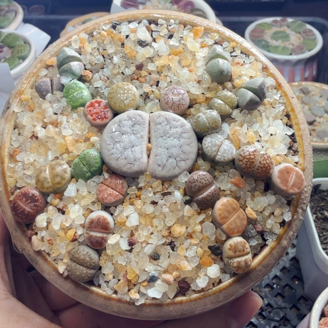 多肉葡萄的味道真的是941