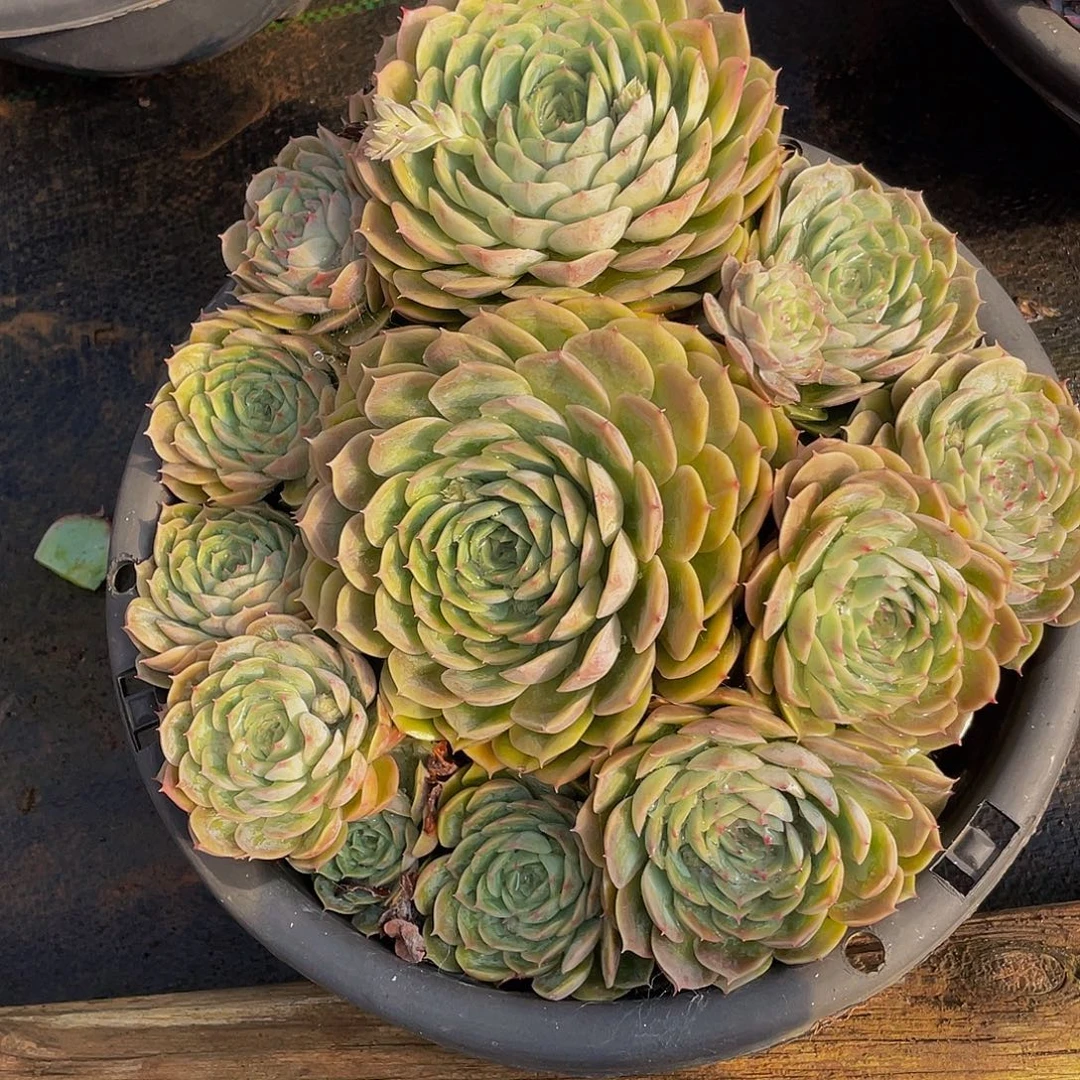 昂斯诺多肉老桩手捧39.8多肉