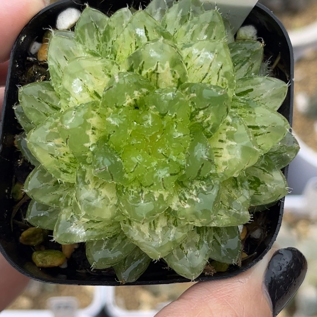 18翠云锦十二卷多肉