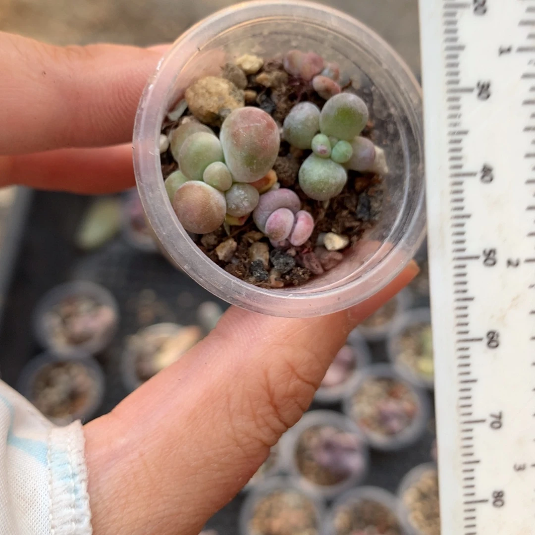 芒果奶比较多哈哈哈