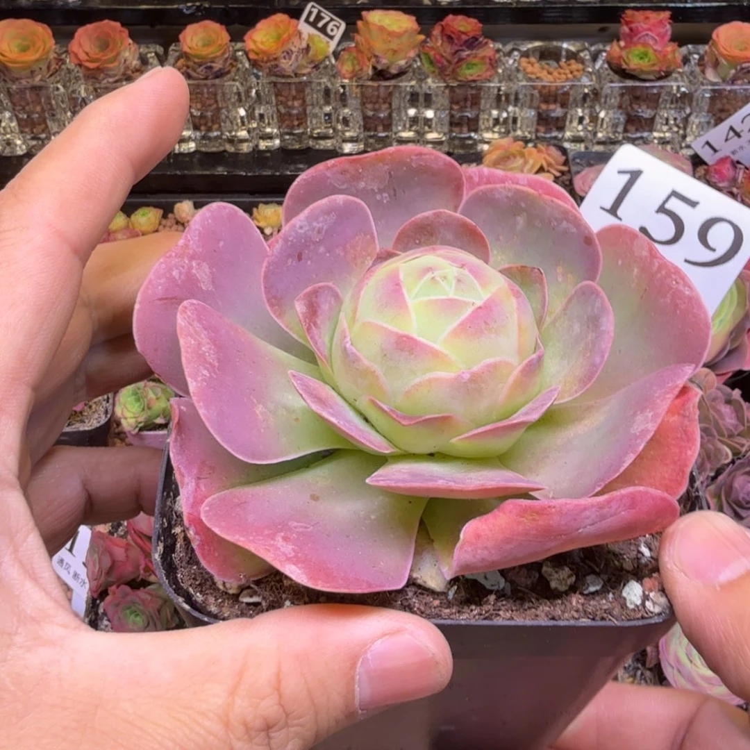 山地玫瑰159山地玫瑰