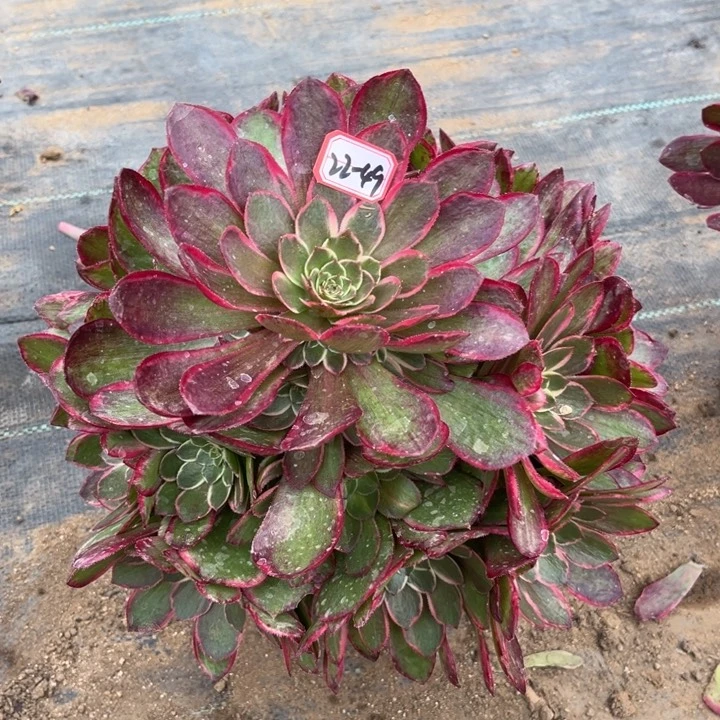 22-49粉花妖多肉植物